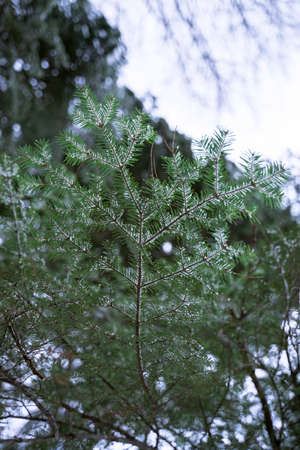 winter view of the forest covered with snowの写真素材