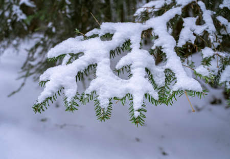 winter view of the forest covered with snowの写真素材
