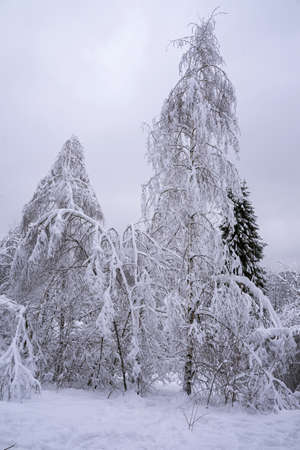 winter view of the forest covered with snowの写真素材
