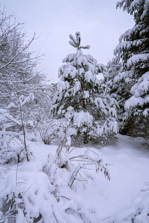 winter view of the forest covered with snowの写真素材