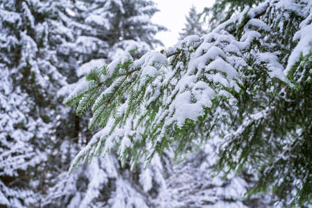 winter view of the forest covered with snowの写真素材