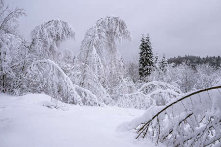 winter view of the forest covered with snowの写真素材