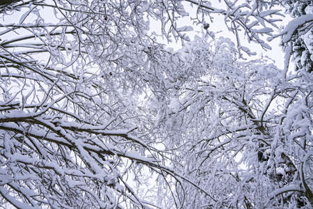 winter view of the forest covered with snowの写真素材