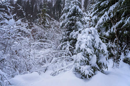 winter view of the forest covered with snowの写真素材