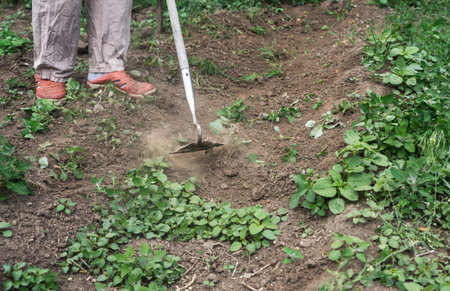garden work, cutting grass with a hoe