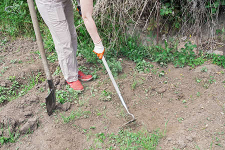 garden work, cutting grass with a hoeの写真素材