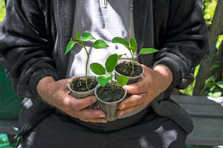 hands of an elderly farmer holding cups with eggplant seedlingsの写真素材