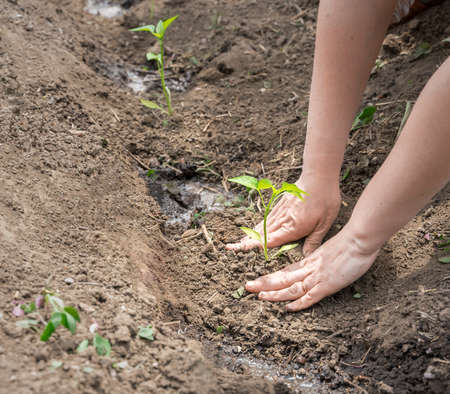 work on the garden plot, hands plant seedlings of pepperの写真素材