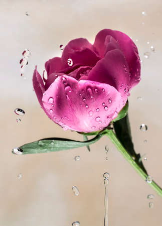 peony flower with water drops on beige backgroundの写真素材