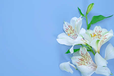 delicate floral background for congratulations, white lilies on blueの写真素材