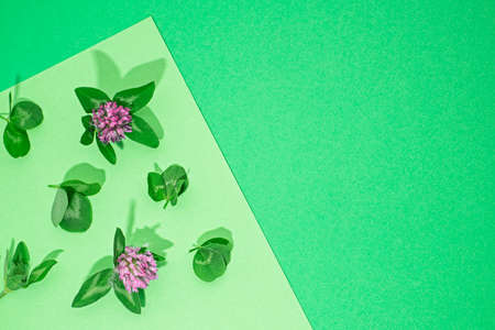 flowers and leaves of a field clover on a green backgroundの写真素材