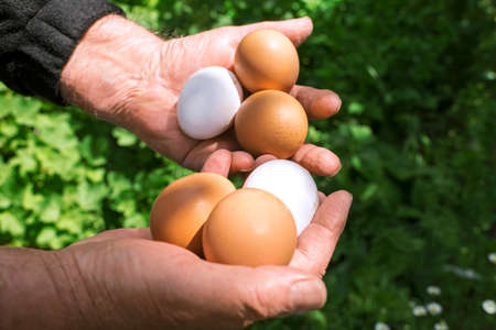 male hands hold chicken eggs, life on a poultry farm, selective focusの写真素材
