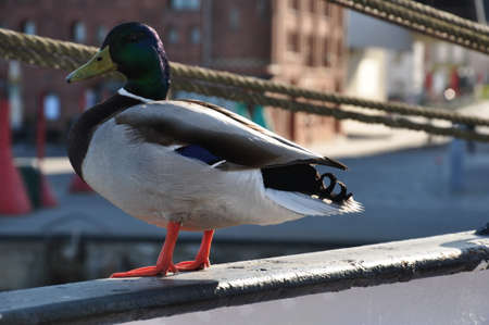 Duck on the boatの写真素材
