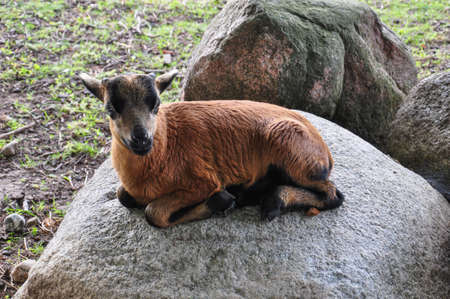 Portrait of a little goatの写真素材