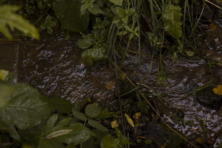 Small river in the forestの写真素材