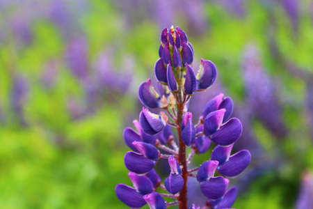 Lupine flowers close-up, selective focus, blurred background.の写真素材