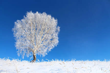 Frosted tree on a background of blue sky in winter.の写真素材