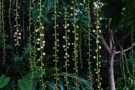 vine plant