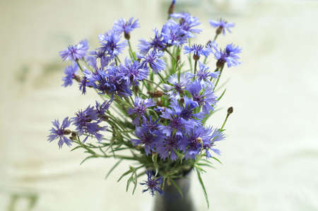Nice bouquet of kive blue cornflowers in vaseの写真素材