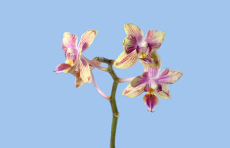 Decorative orchid isolated on blue backgroundの写真素材