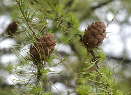 Larch branches with cones and green needles