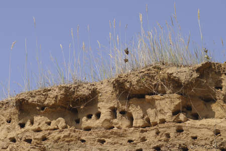 Swallow nests on the top of sandy cliffの写真素材