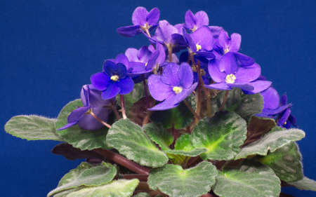 Purple violets isolated on blueの写真素材