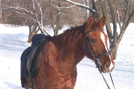 Brown horse in winter parkの写真素材