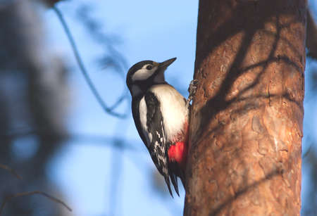 Spotted woodpecker sits on pine in morning forestの写真素材