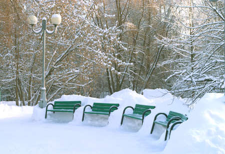 Green benches in winter parkの写真素材