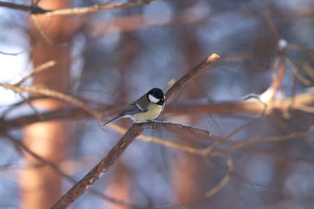 Small tit bird sits on branch in winter pine forestの写真素材