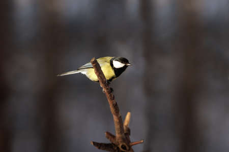 Small tit bird on tree branch ready to flyの写真素材
