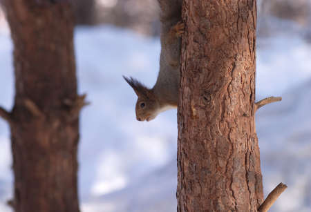 Brown squirrel looks down on pine trunk