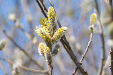 Top of branch with buds closeupの写真素材