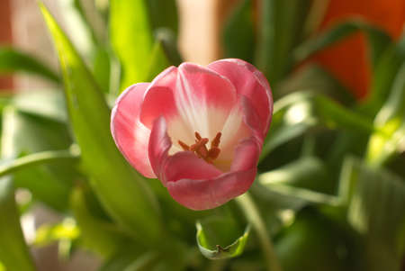 Single pink tulip with many green leaves