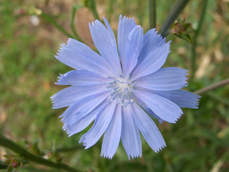 Blue wild chicory flower blossoms closeupの写真素材