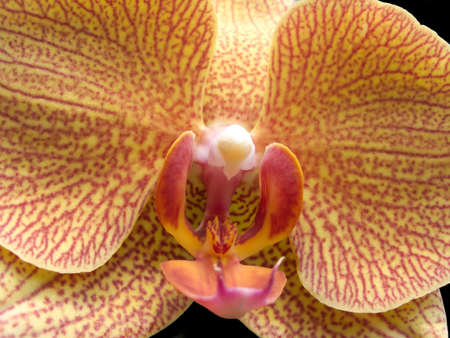 Central part of blossom orchid flower isolated on black closeupの写真素材
