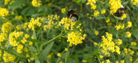 Two bumblebees collected nectar in field flowers thicketの写真素材
