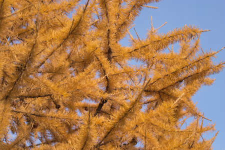 Larch tree branches with many yellow needles over blue skyの写真素材