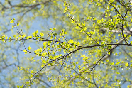 Many branches with green leaves in spring forestの写真素材