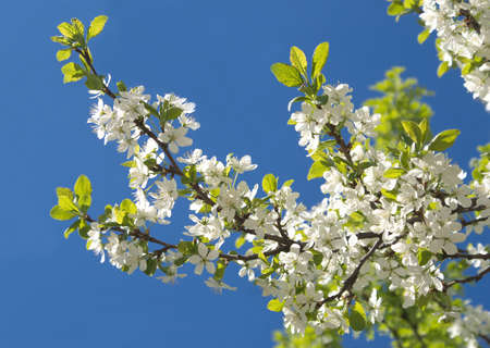 Apple tree branches with white flowers over blue sky closeup