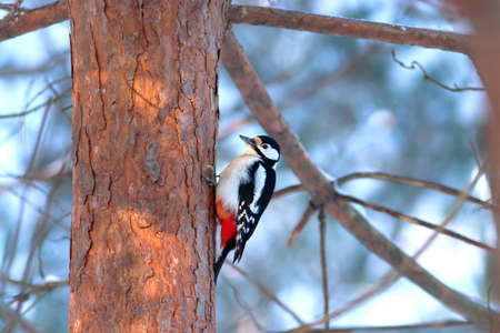 Great spotted woodpecker sits on pine trunk in winter forestの写真素材