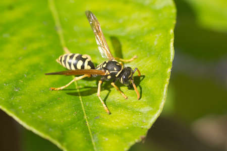 A wasp sits on green leaf closeup