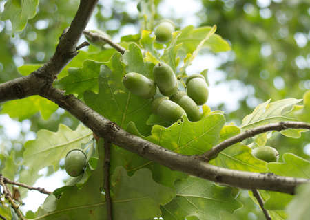 Many green acorns grows on oak in a forest