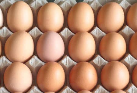 Lot of brown chicken eggs in packaging cells