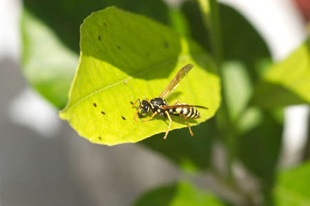  Wild european paper wasp sits on green leaf closeup horizontal view