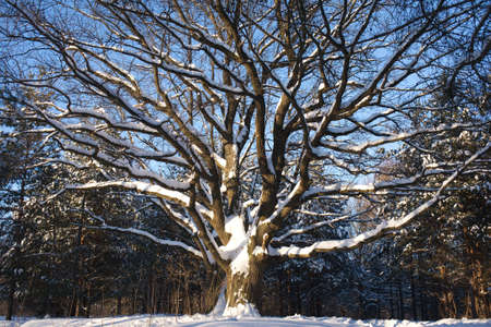 Spreading Oak with snow on brunches in winter woodの写真素材