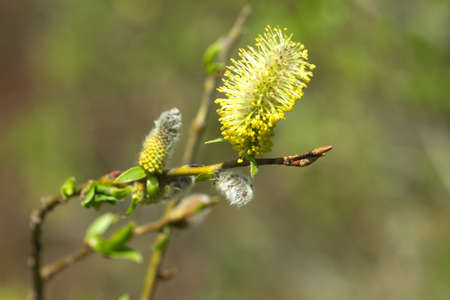 Willow branch with blossom buds in spring extreme closeup