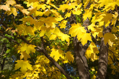 Many yellow maple leaves on a tree in autumn close up