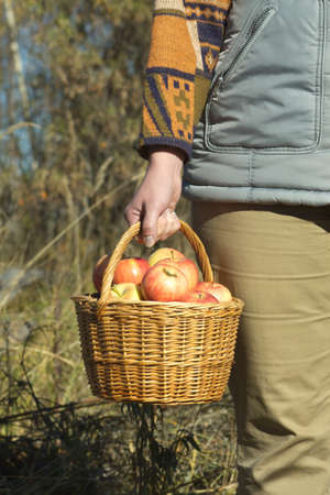 Woman s hand holds crop of apples in wicker basket outdoors close upの写真素材